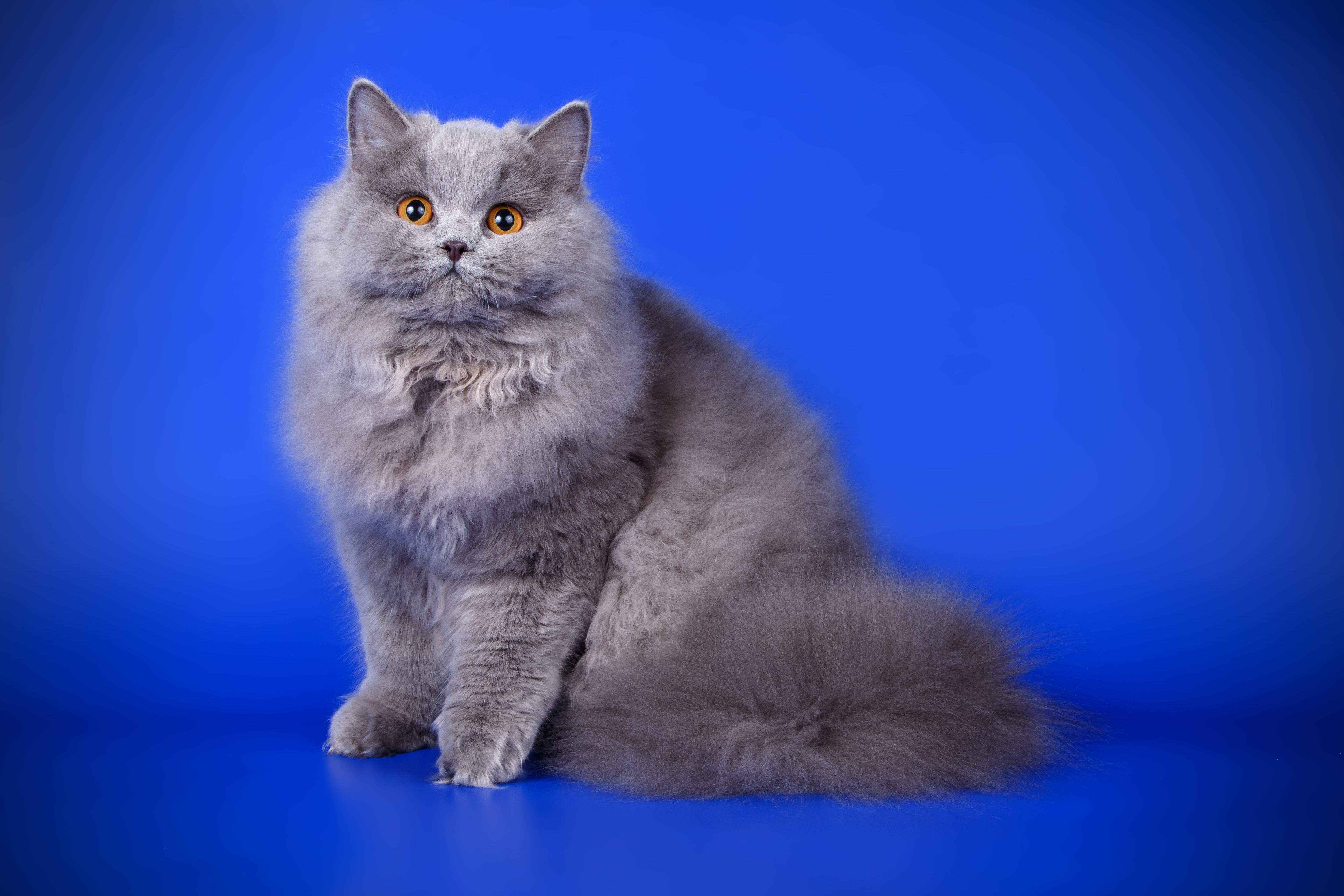 10 Blue Cat Breeds How the Rare Cats Get Blue Fur