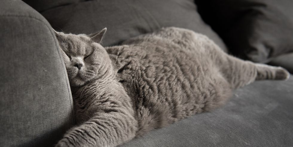 british short hair cat sleeping on couch with squashed face