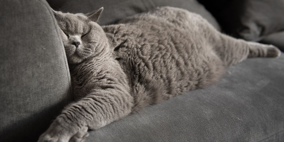 british short hair cat sleeping on couch with squashed face