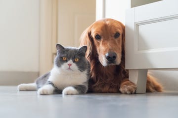 british shorthair cat and golden retriever get along friendly