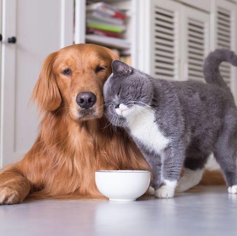 british shorthair cats and golden retriever
