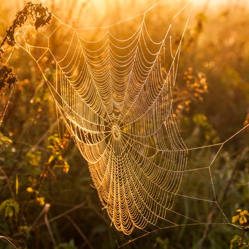 british spiders you're likely to find at home