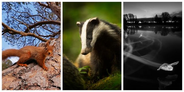 British Wildlife Photography Competition