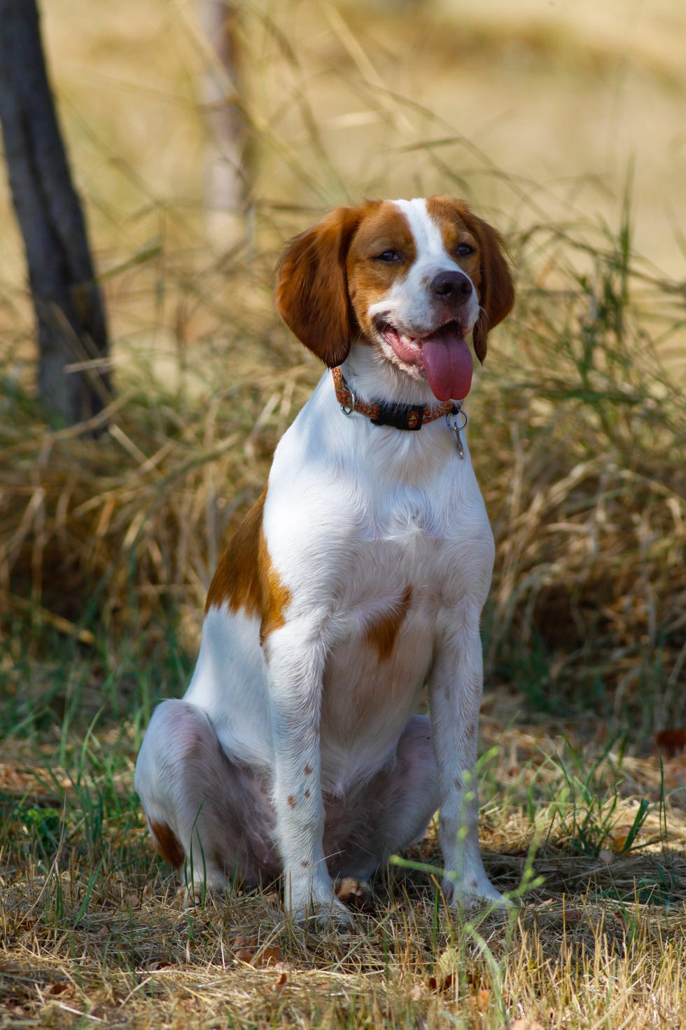 brittany spaniel, young dog sitting