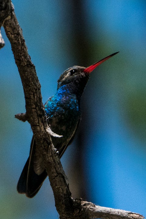 broad billed hummingbird