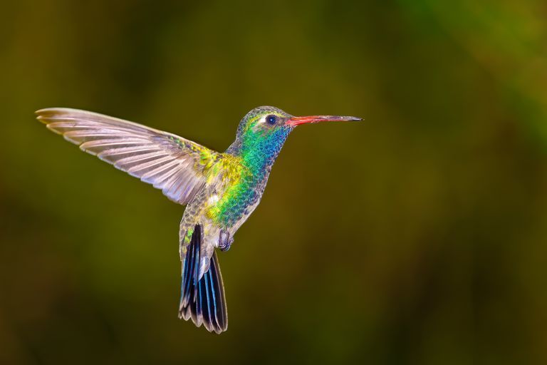 Hummingbirds Can See Colors We Humans Can't | Hummingbird Vision