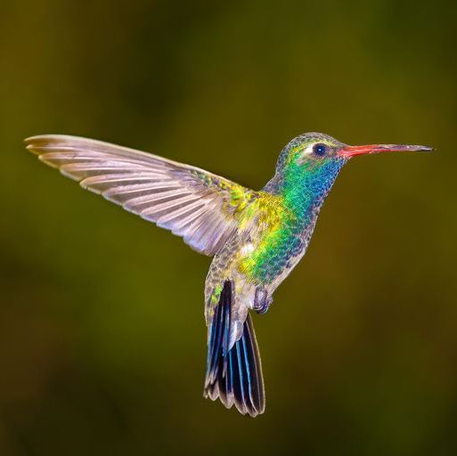 broadbilled hummingbird