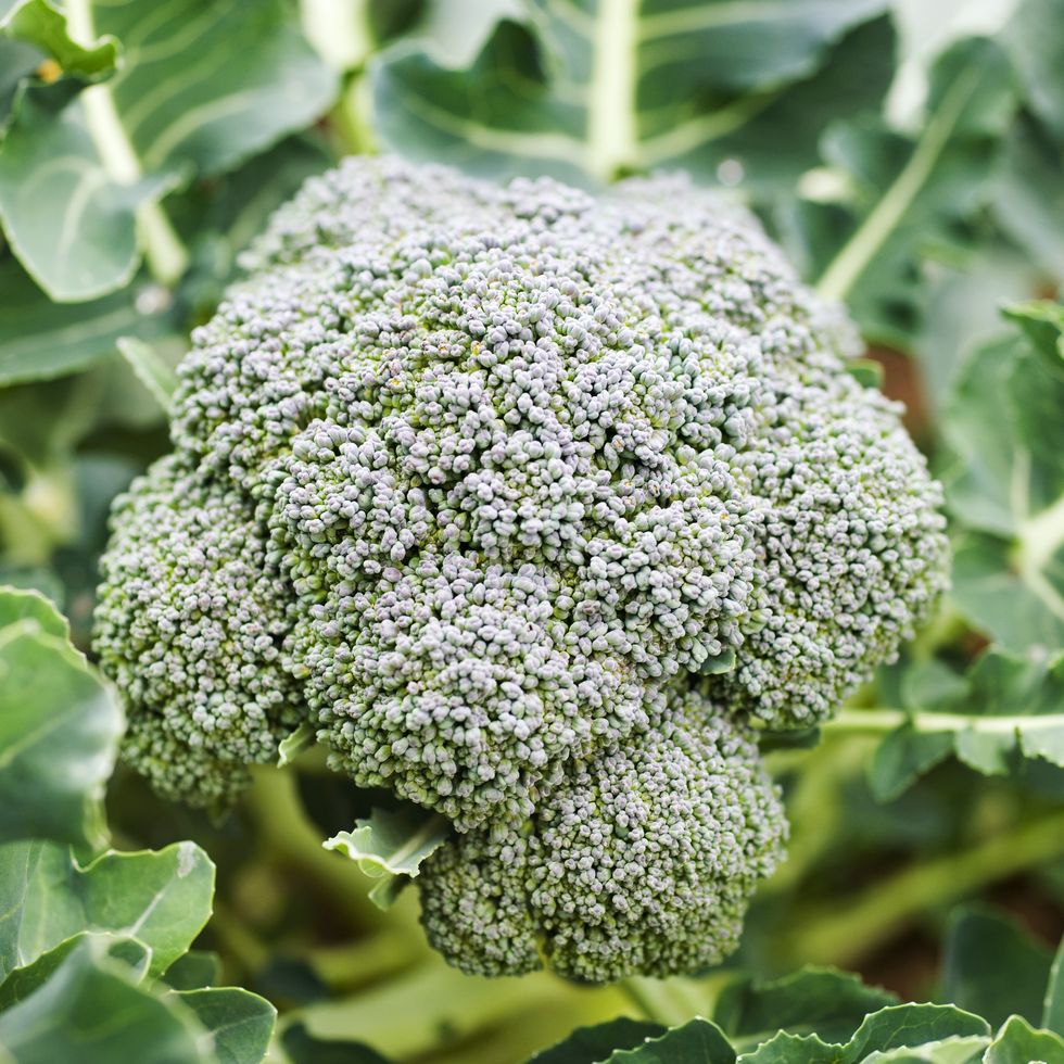 broccoli growing close up