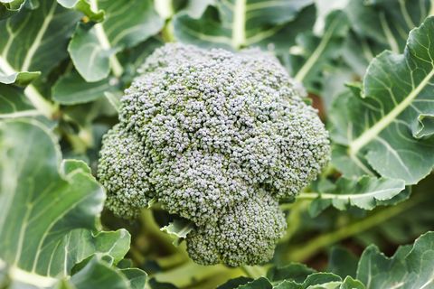 broccoli growing close up
