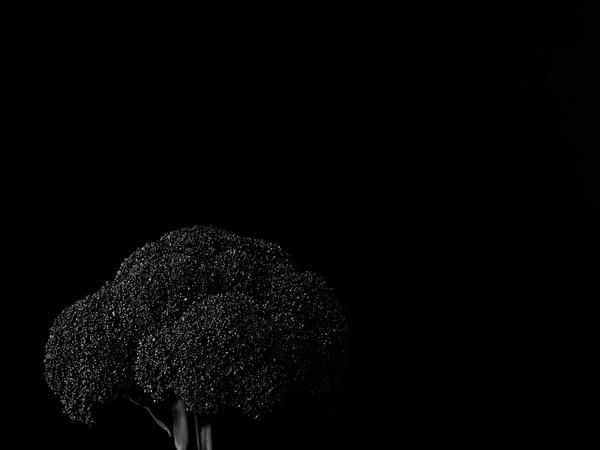 Black, Black-and-white, Monochrome photography, Sky, Monochrome, Night, Darkness, Midnight, Tree, Photography, 