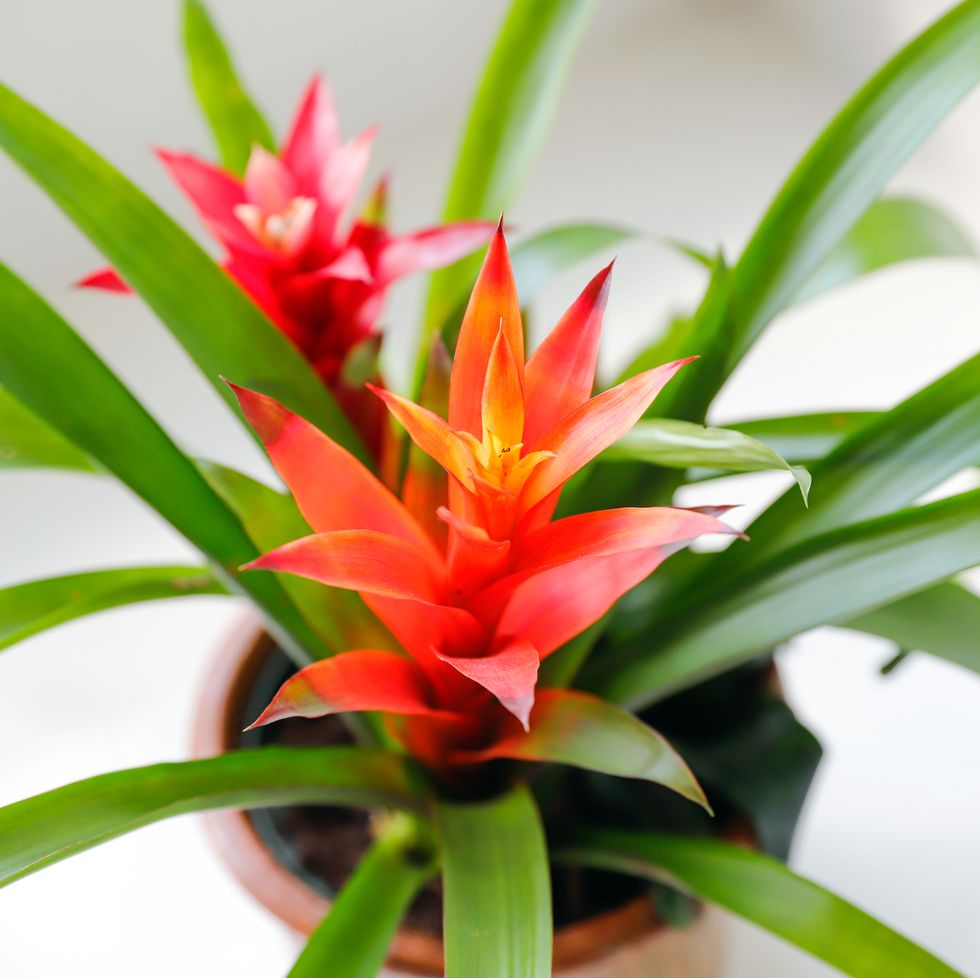 easy to care indoor plant, bright bromeliad