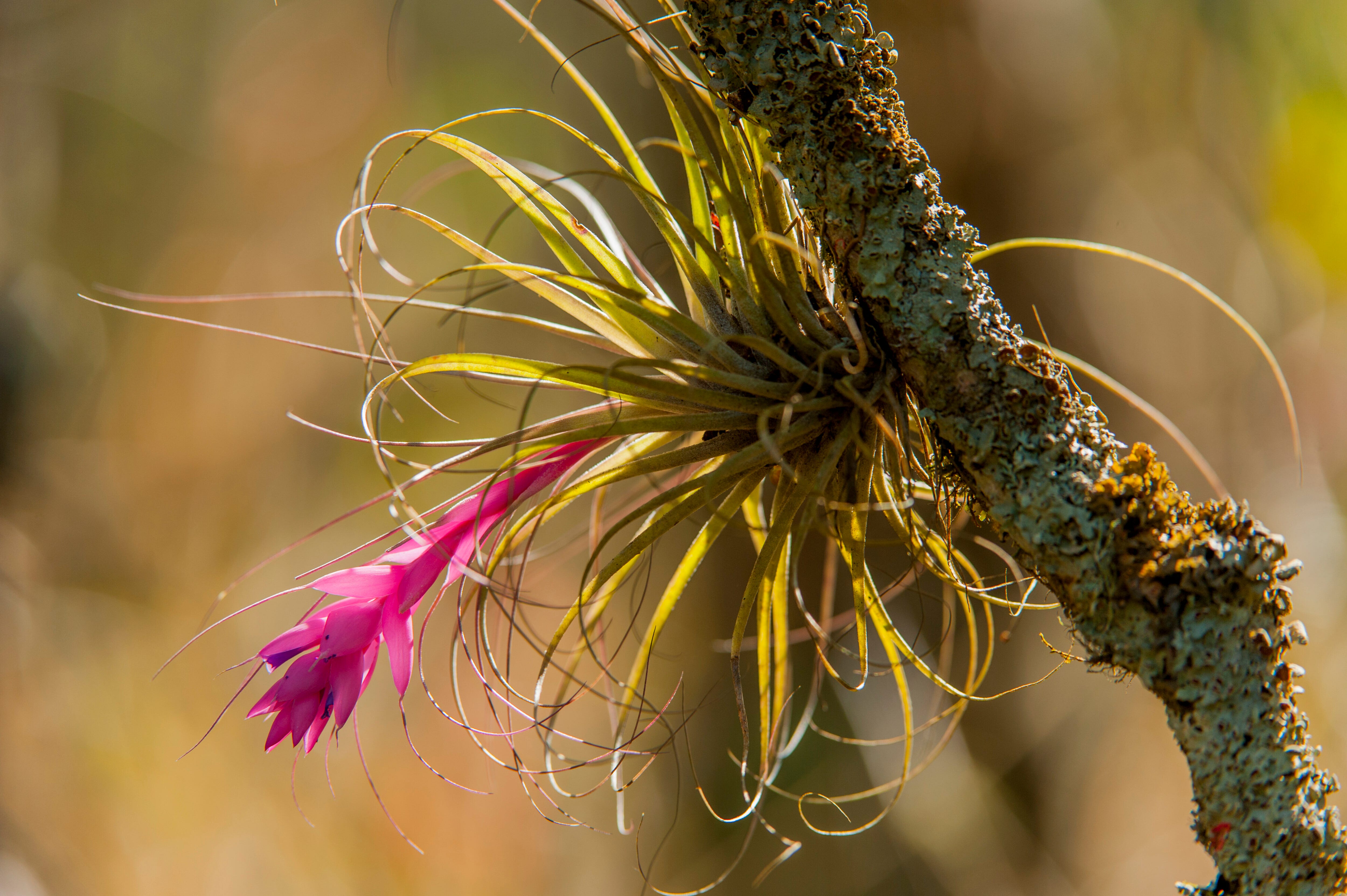 10 Best Bromeliad Types to Brighten Up Your Home