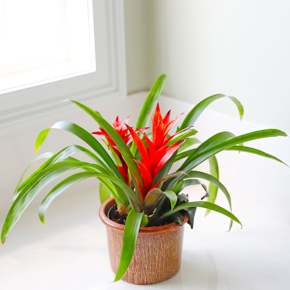 Indoor plant - bright bromeliad