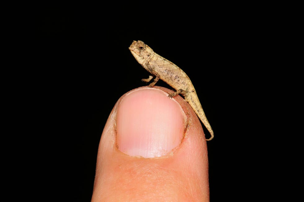 Een kameleonmannetje van de soort Brookesia nana op de vingertop van een onderzoeker De dieren zijn ongeveer even groot als een zonnebloempit