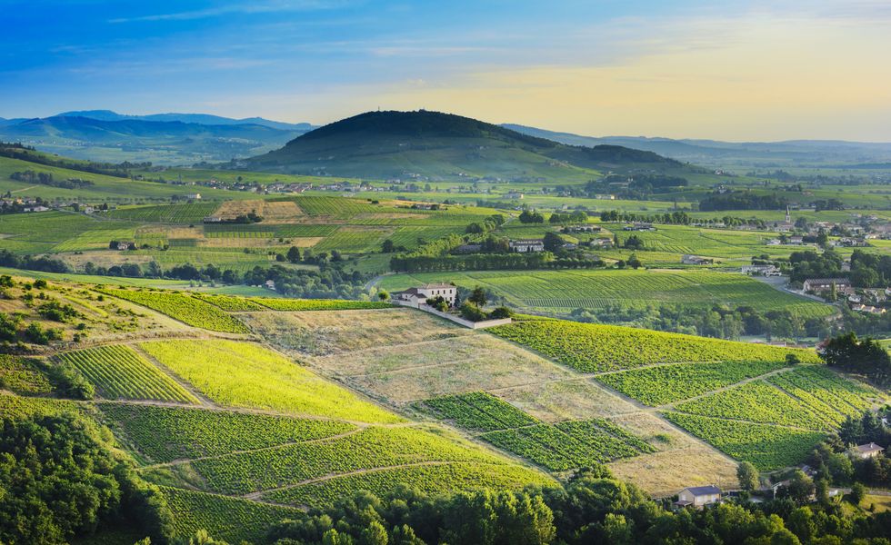 Brouilly hill and vineyards with morning lights in Beaujolais land