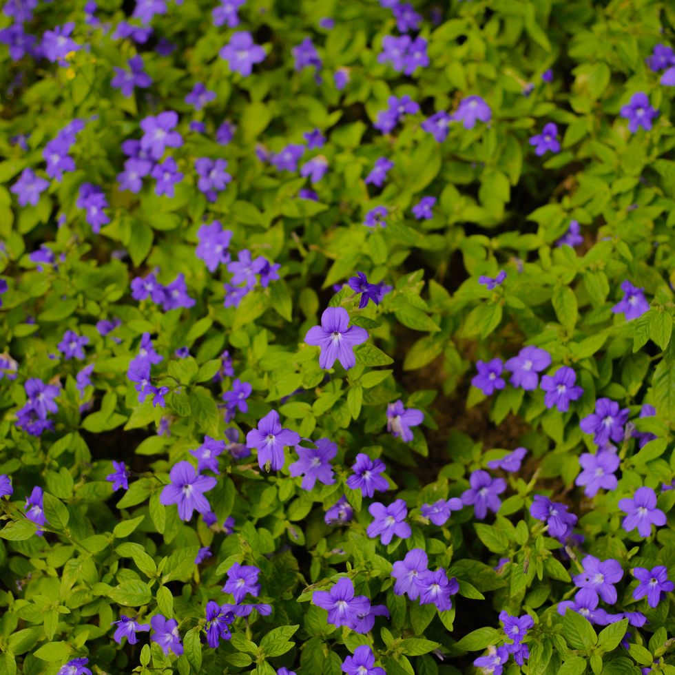 browallia speciosa with white center. phanerogamous plant belonging to the solanaceae family. it is native to tropical areas of latin america.