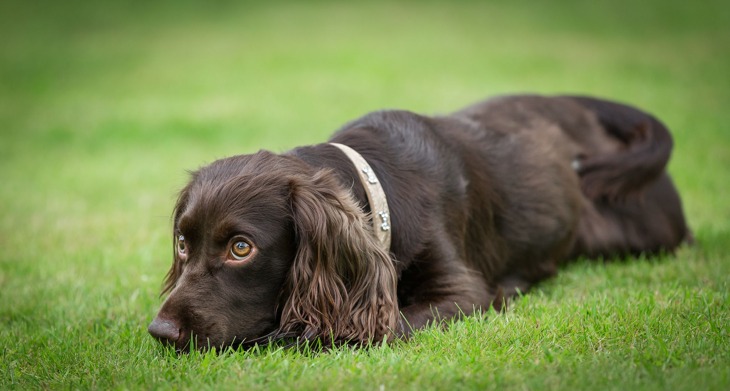 Medium sized dogs easy best sale to train