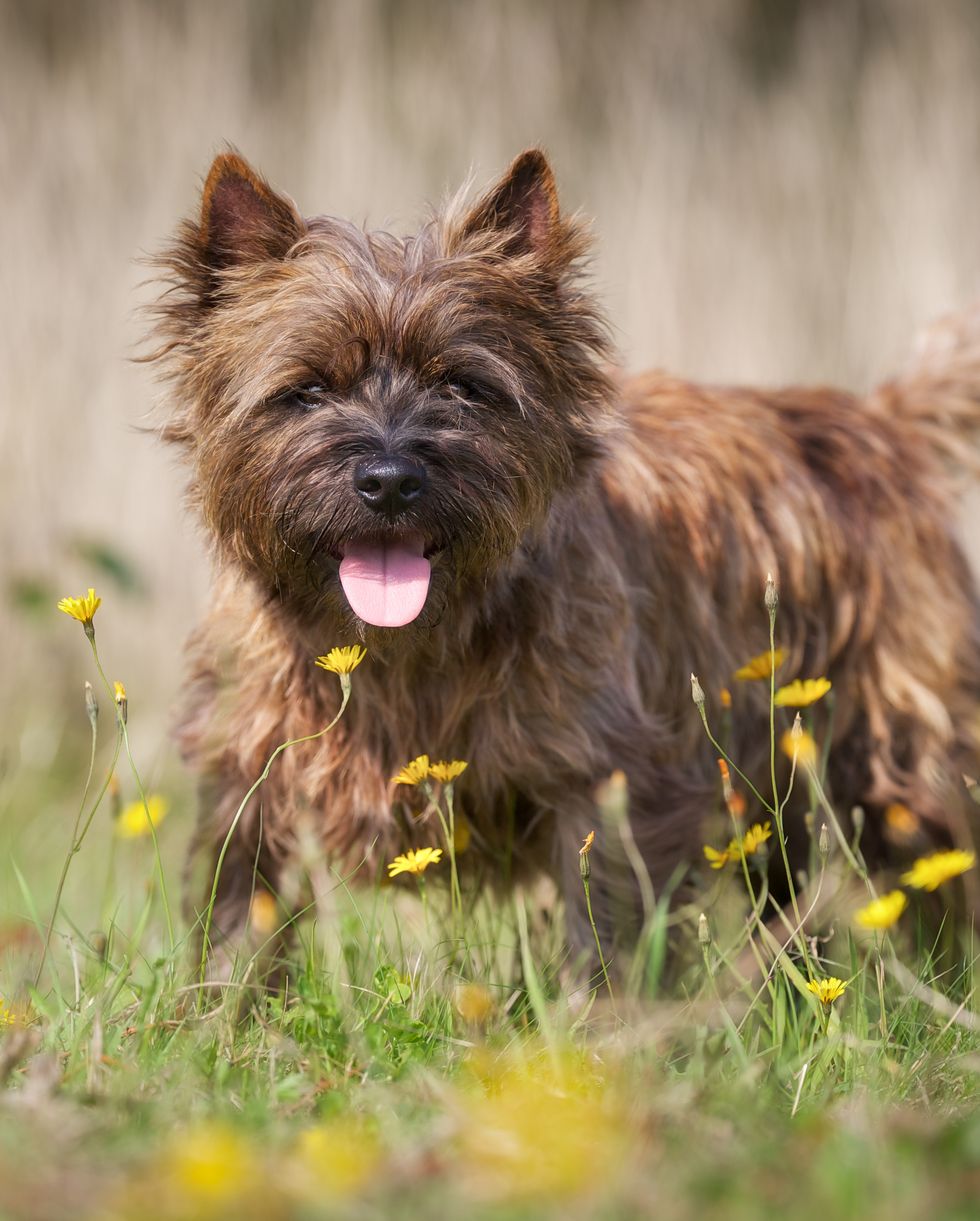 best small dog breeds cairn terrier