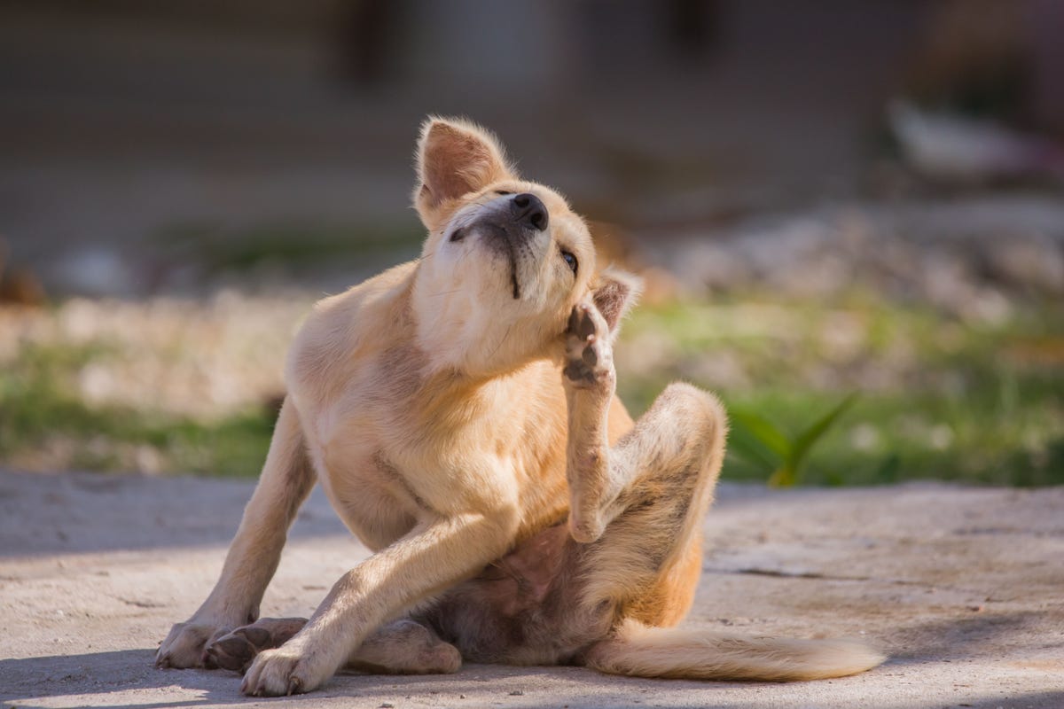 Dog scratching cheap himself raw