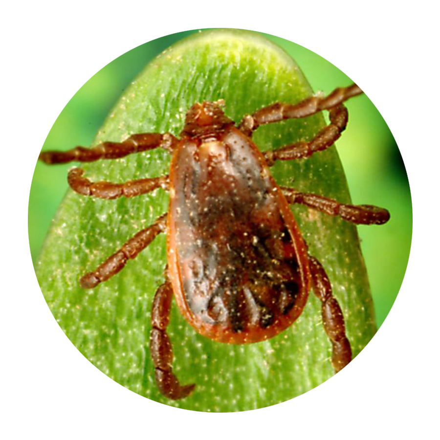 brown dog tick