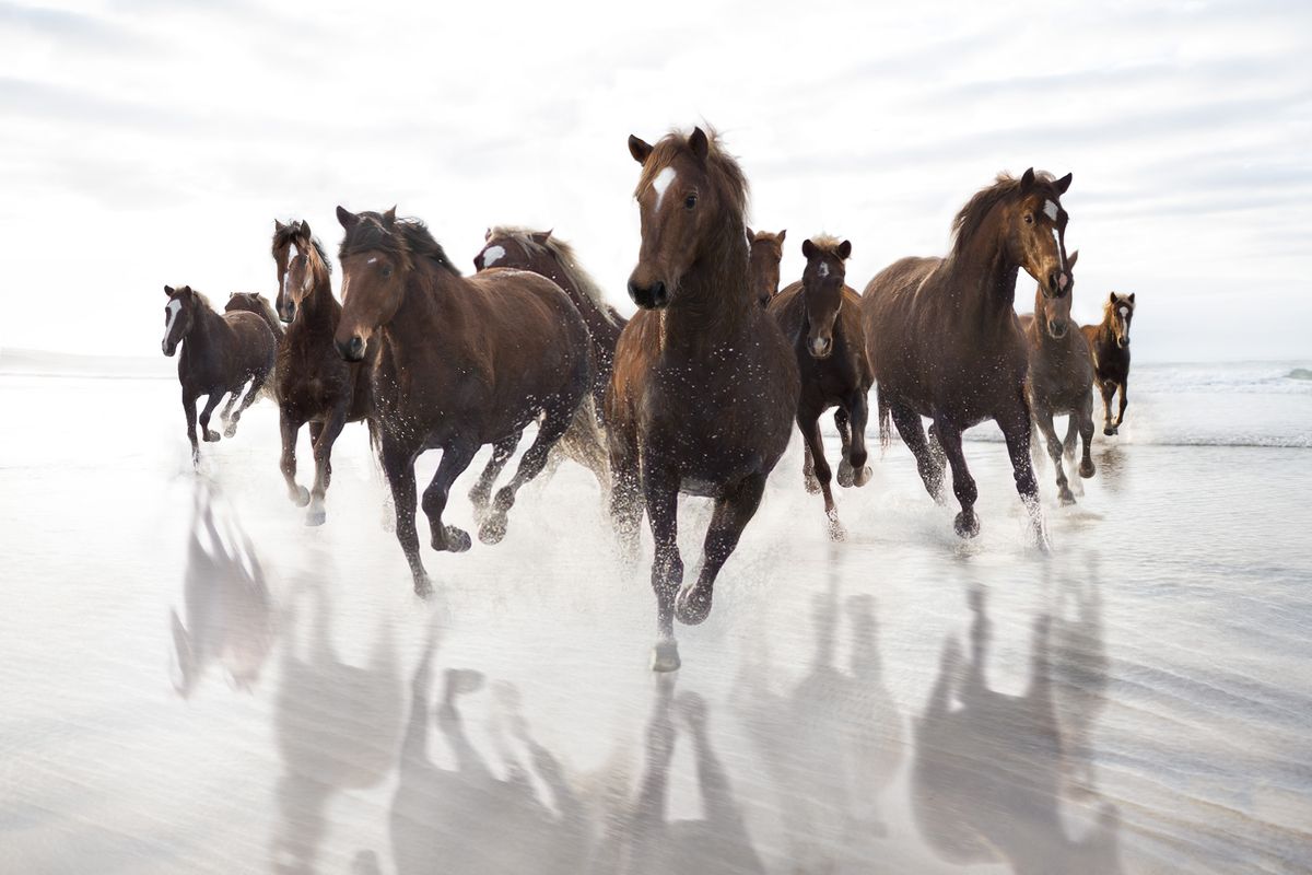 Бегущие коричневые лошади