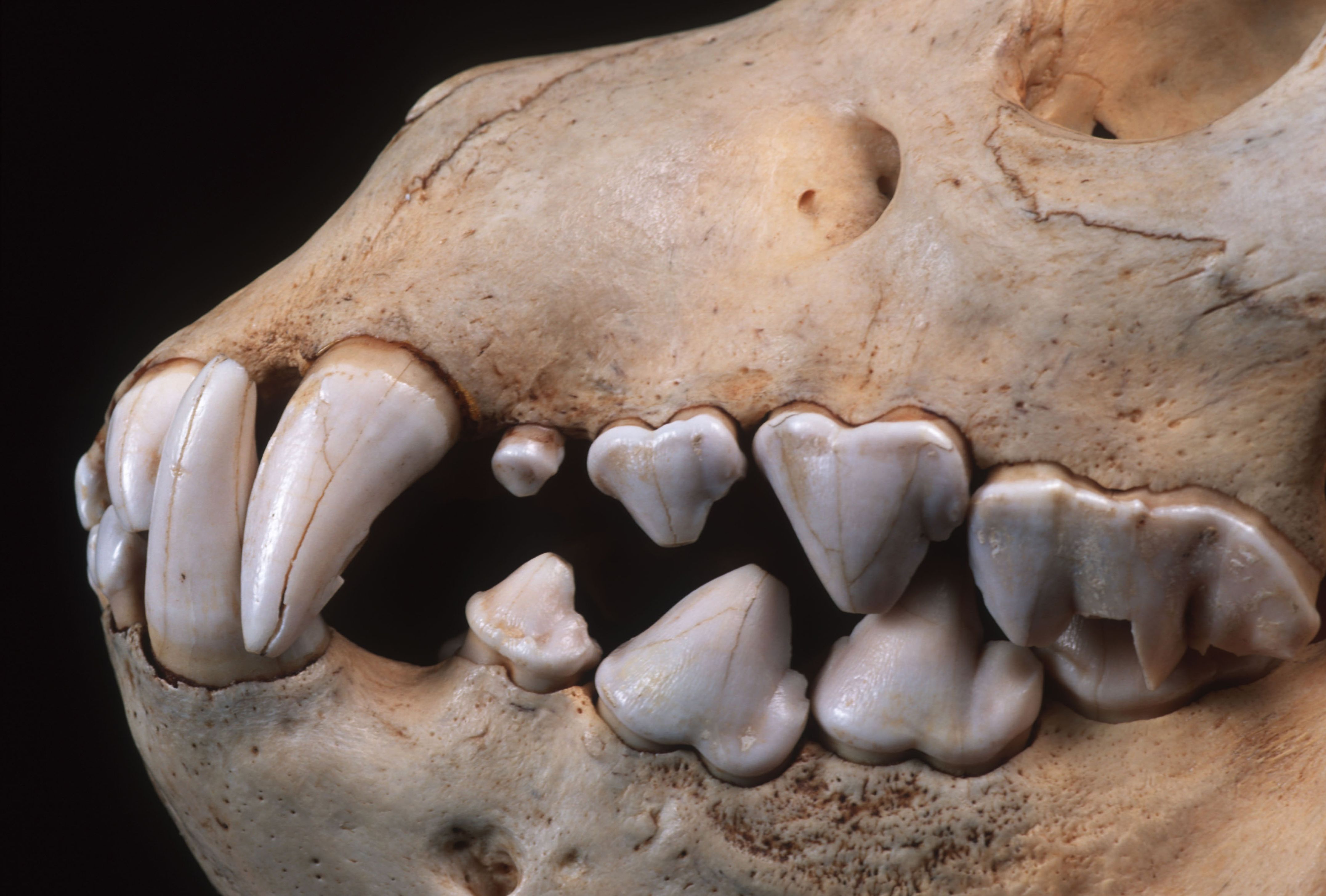 Tiny Ancient Teeth Have Solved a Major Mystery of Evolution