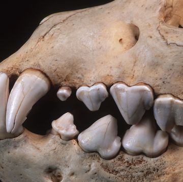 brown hyaena skull showing large canine and incisor teeth adapted to tearing flesh and breaking bones hyaena brunnea