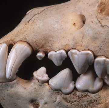 brown hyaena skull showing large canine and incisor teeth adapted to tearing flesh and breaking bones hyaena brunnea