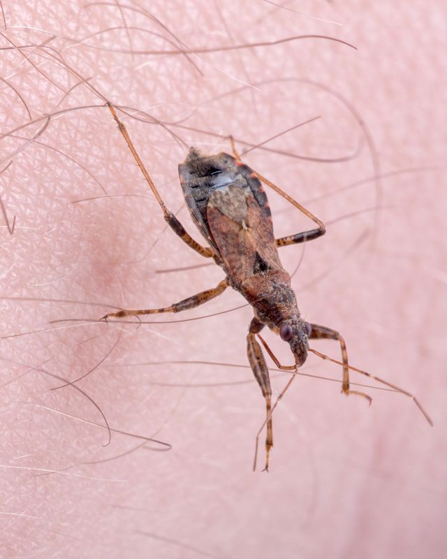 kissing bugs spread chagas disease