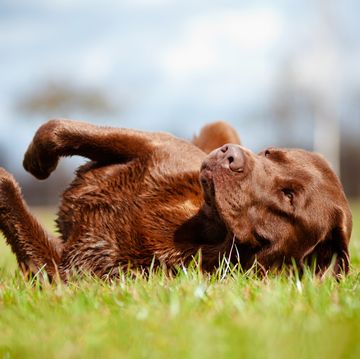 brown labrador retriever dog rolling on the grass