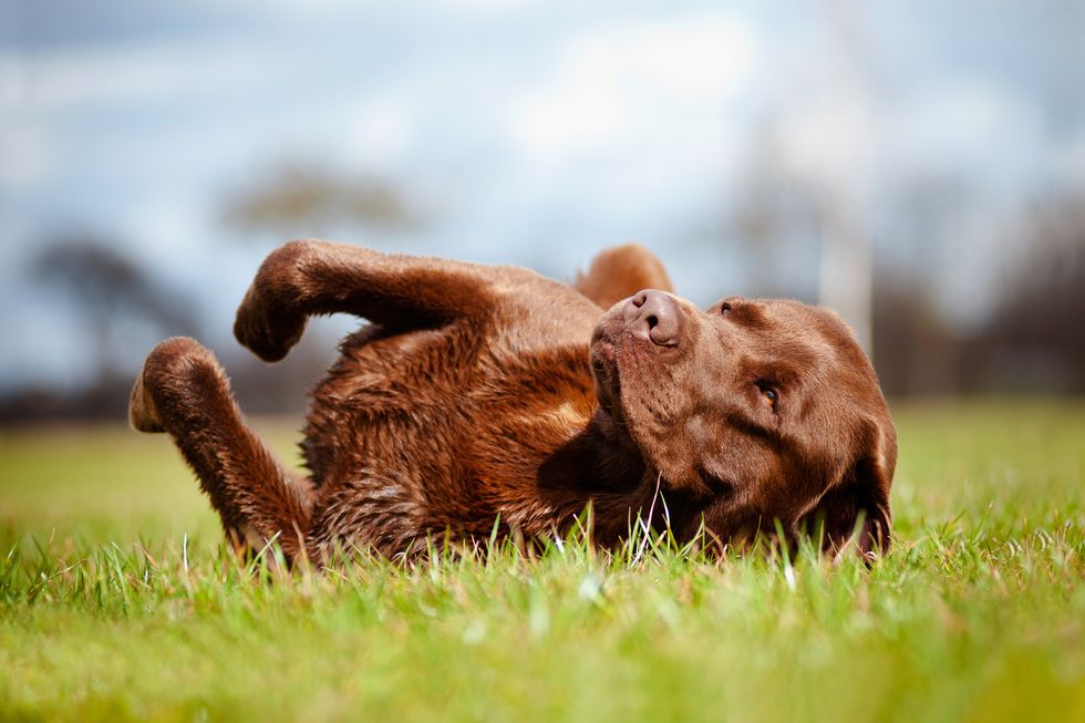 brown labrador retriever dog rolling on the grass