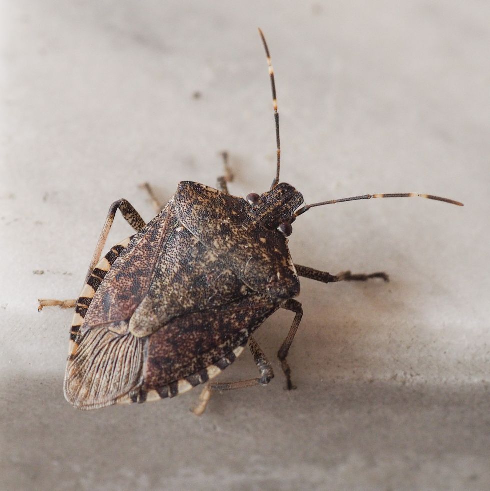 brown marmorated stink bug insect animal