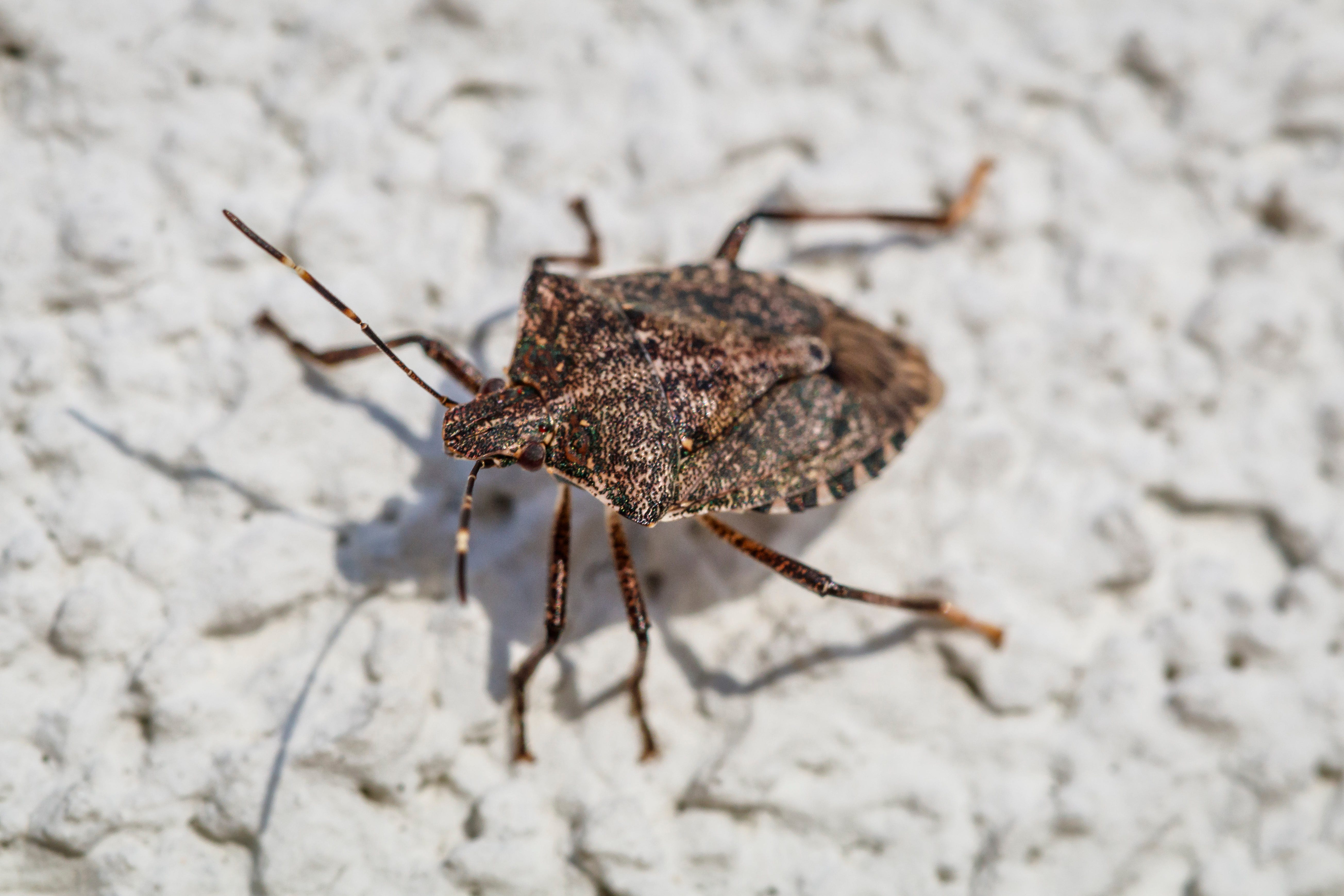 are stink bugs bad for dogs