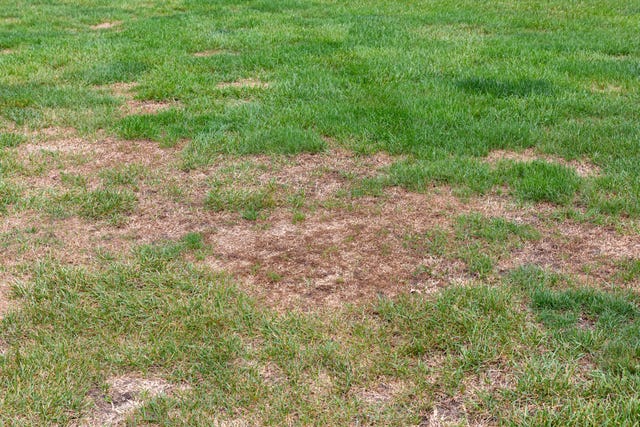 brown-patches-on-the-lawn-causes-and-treatments