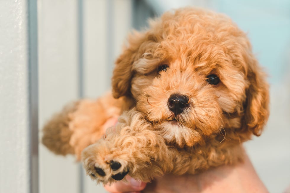 brown puppy poodle dog pet