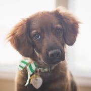 Brown Puppy brown puppy