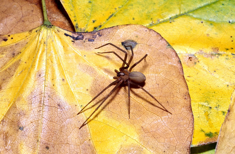 Brown Recluse Spider