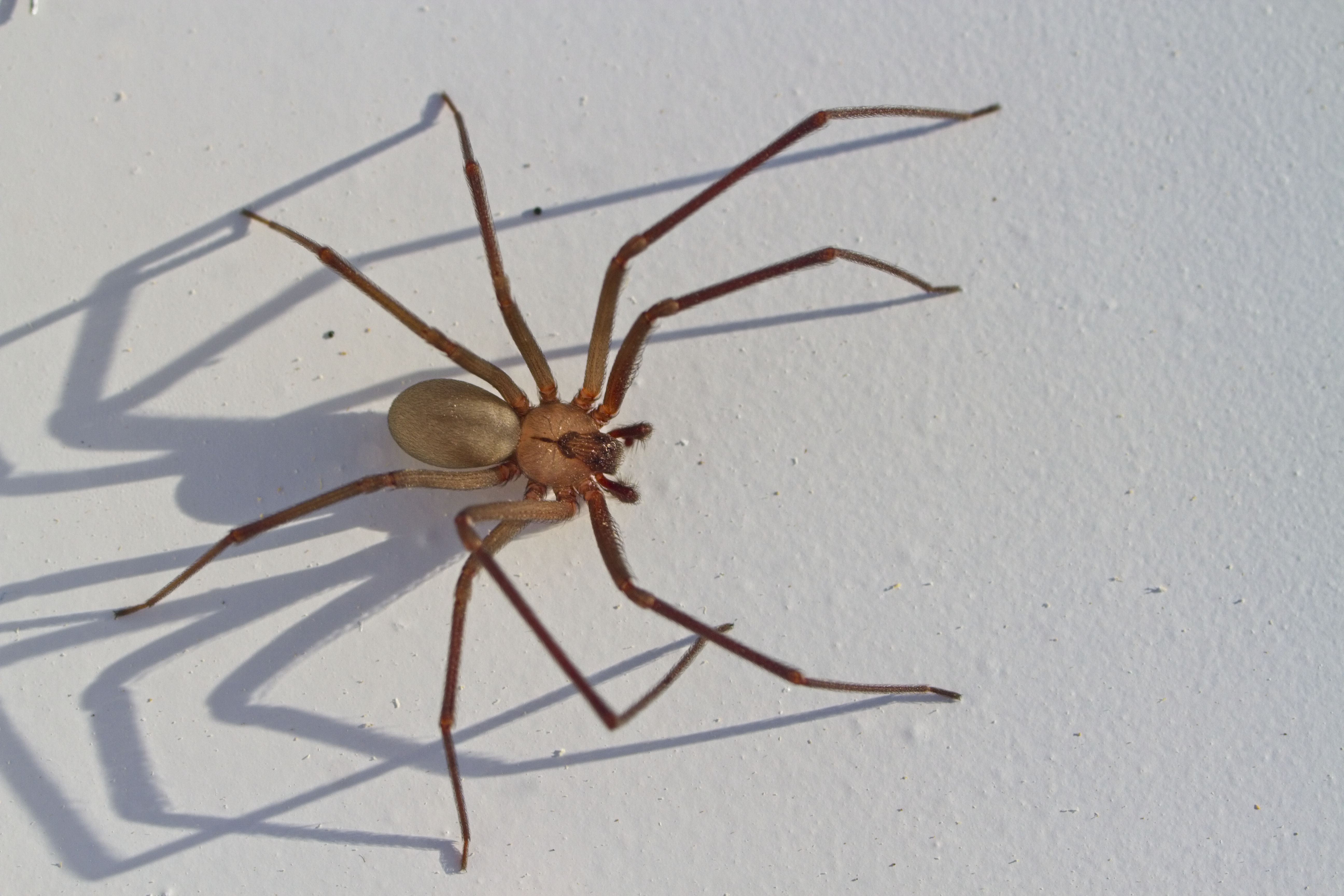 Are the Spiders in My House Dangerous? - Plunkett's Pest Control