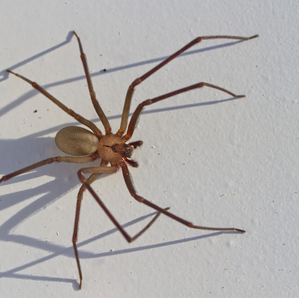 The common house spider is usually the spider most often encountered  indoors. It is a nuisance pest, probably more bec…