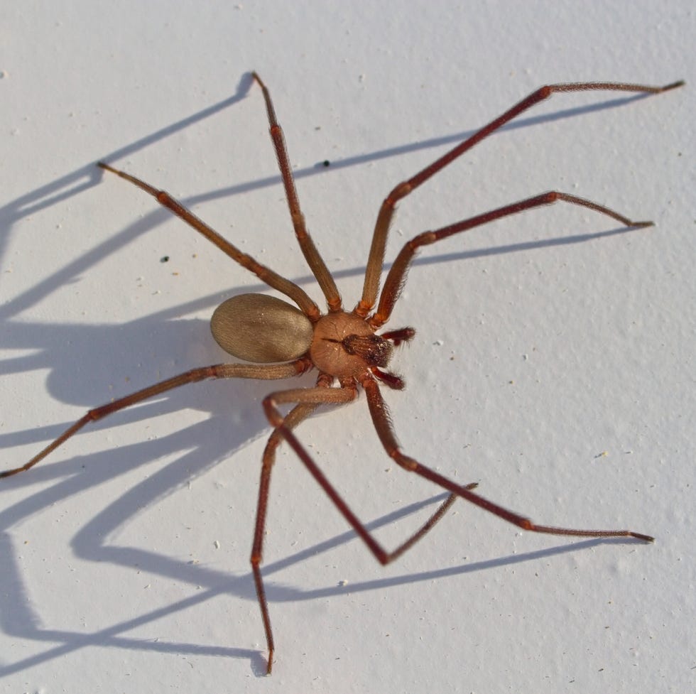 Brown Recluse Spider