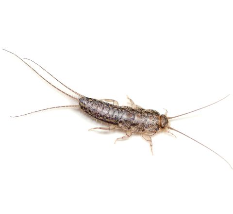 brown silverfish on white background