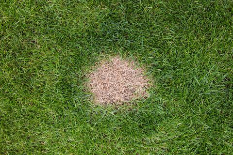 why lawn looks bad dog bee spot
