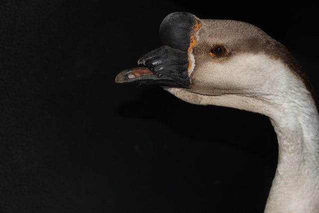 3d Printing Goose Bill 