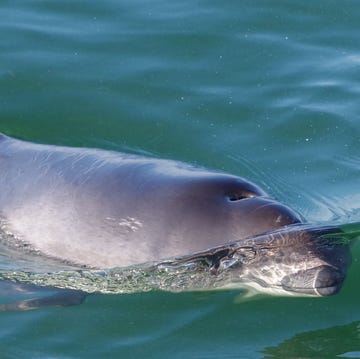 Plankton groeit door bruinvispoep close up van bruinvis