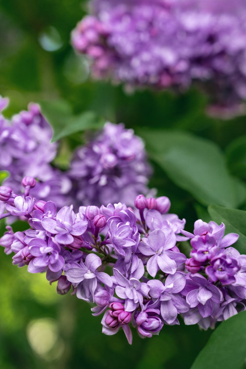 brunches of lush multi layered lilacs, spring flowers in bloom