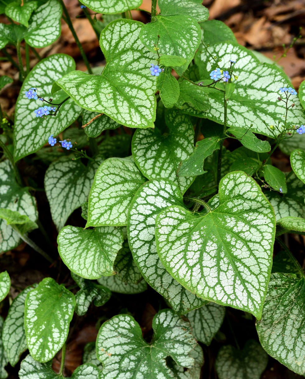 brunnera leaves