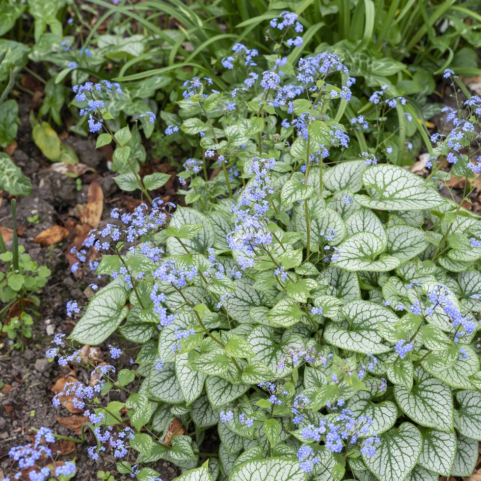brunnera macrophylla 'jack frost' in spring