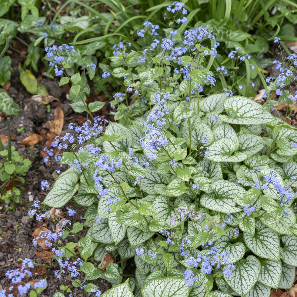 brunnera macrophylla 'jack frost' in spring