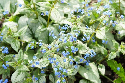 Brunnera macrophylla or siberian bugloss or great forget-me-not or largeleaf brunnera or heartleaf jack frost green plant with blue little flowers