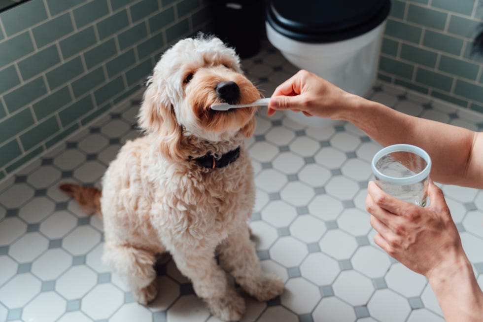 cleaning your dogs teeth for maintaining a good dental hygiene daily routine when living with pets bonding with pets concept